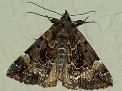 Mottled Bomolocha